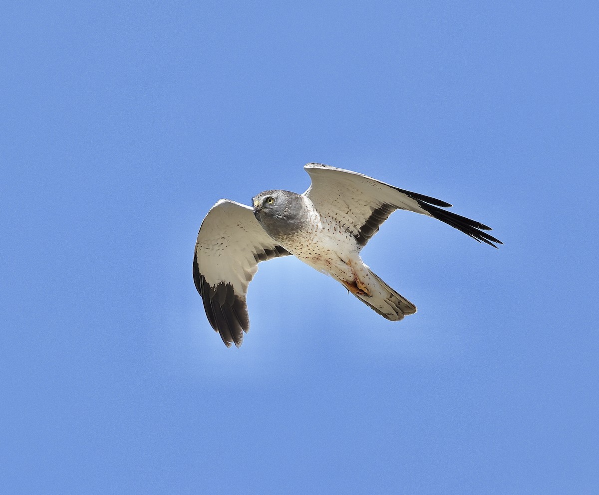 Northern Harrier - Albert Linkowski