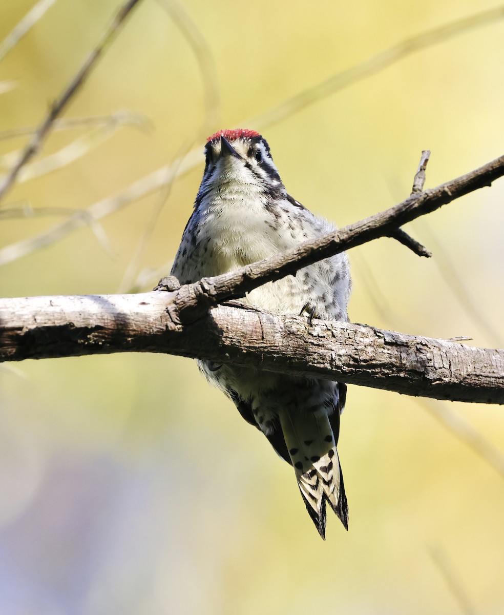 Nuttall's Woodpecker - ML620665629