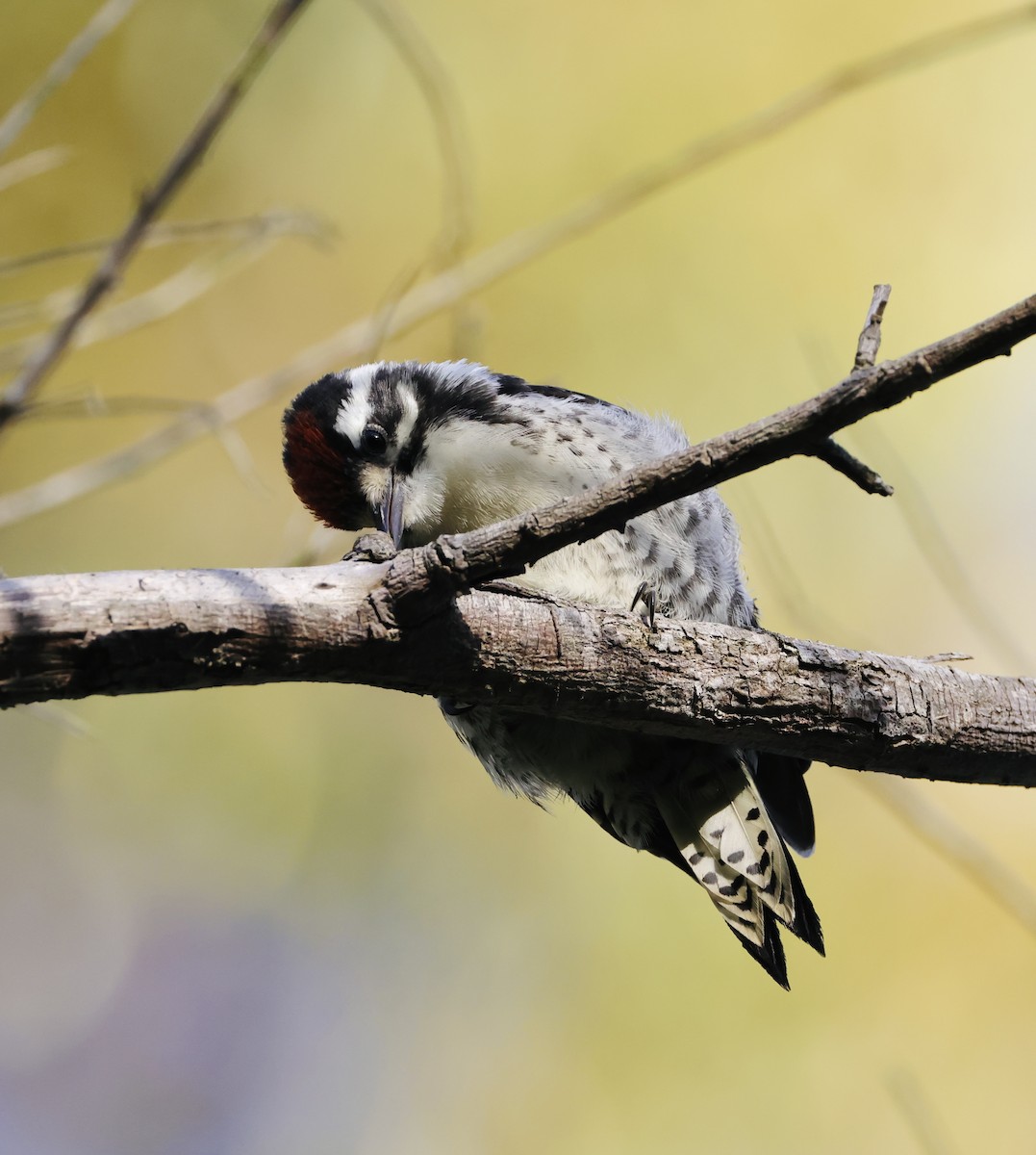 Nuttall's Woodpecker - ML620665630