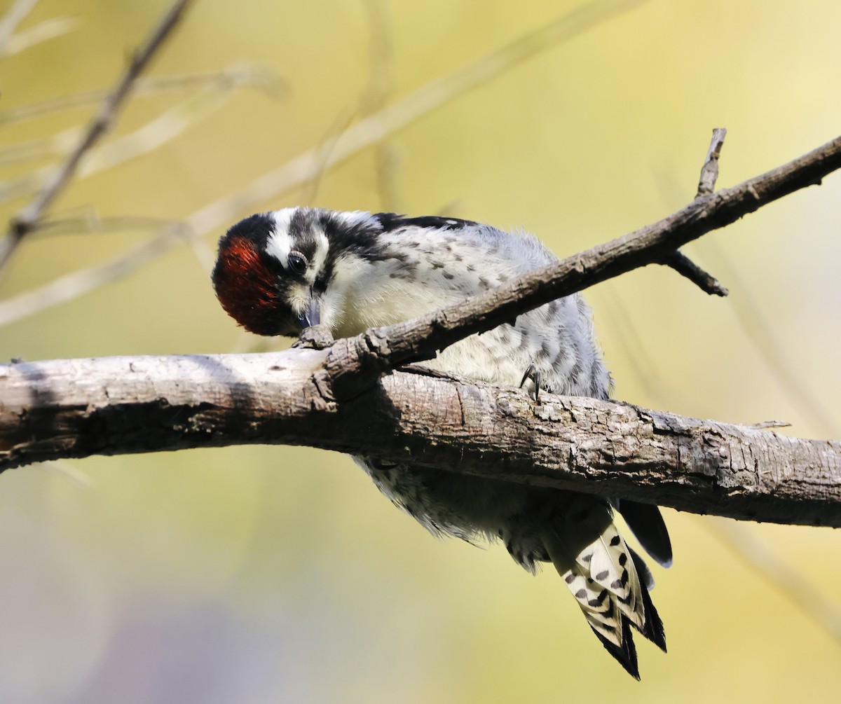 Nuttall's Woodpecker - J. Breckenridge