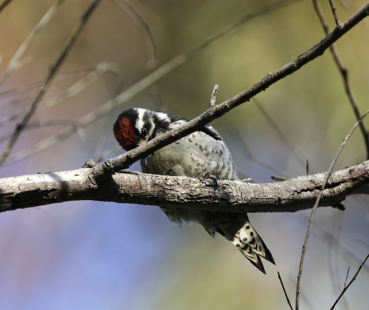 Nuttall's Woodpecker - ML620665633