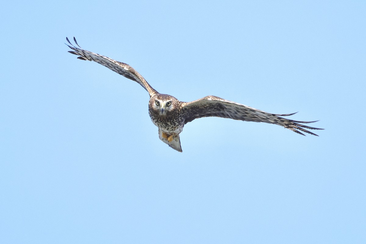 Northern Harrier - ML620665634