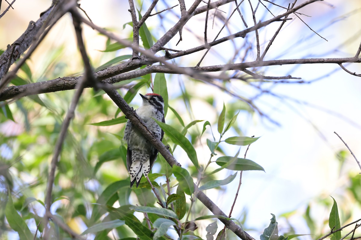 Nuttall's Woodpecker - ML620665636