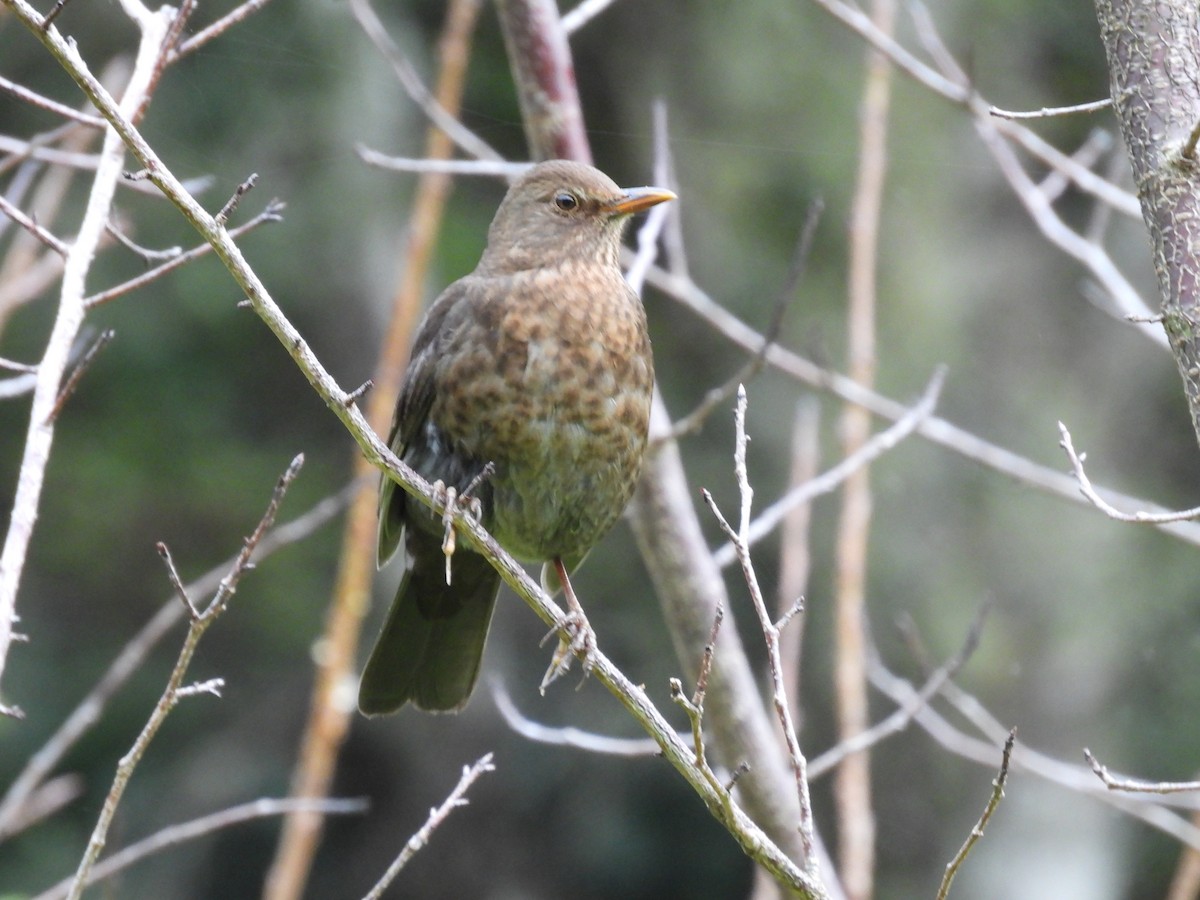 Eurasian Blackbird - ML620665639