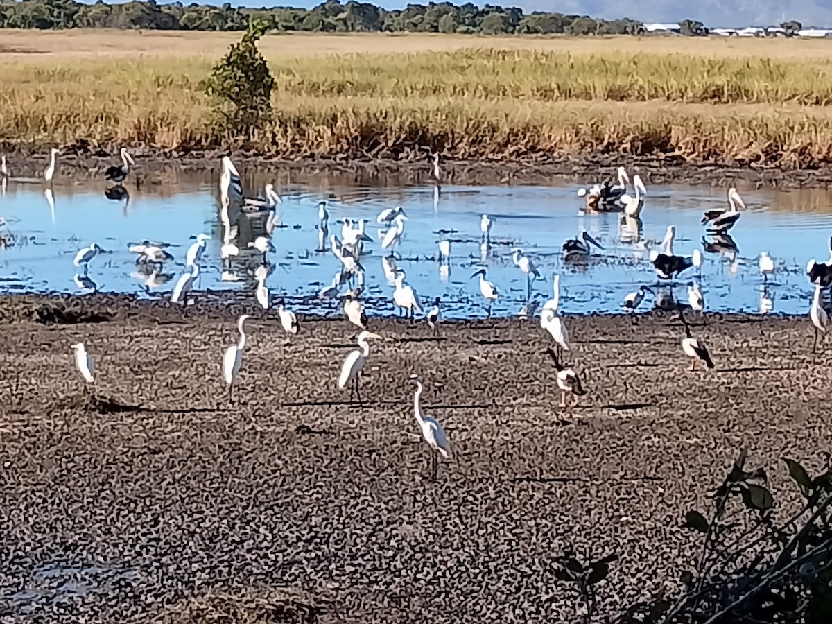 Australian Pelican - ML620665640