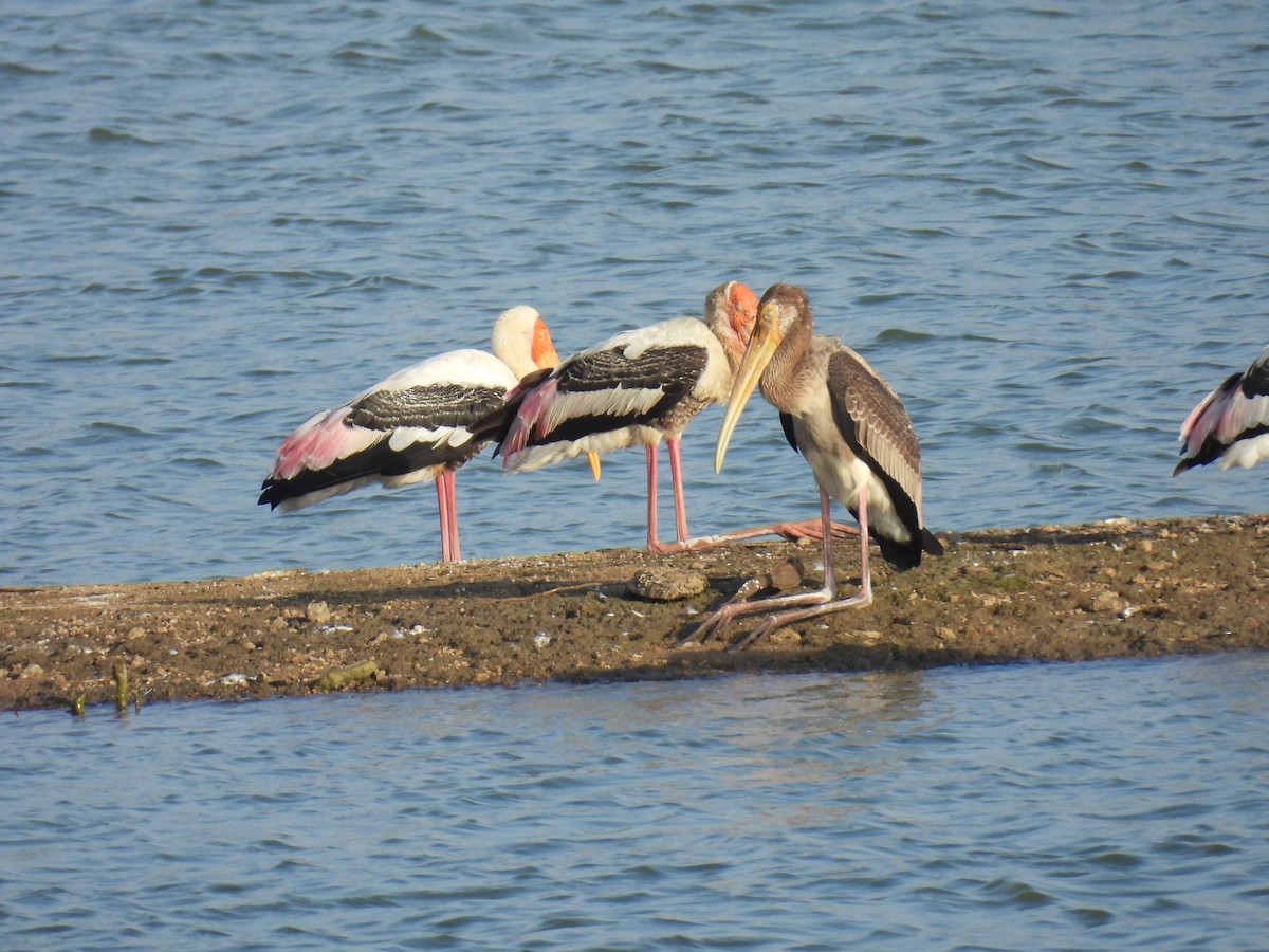 Painted Stork - Murari Varma