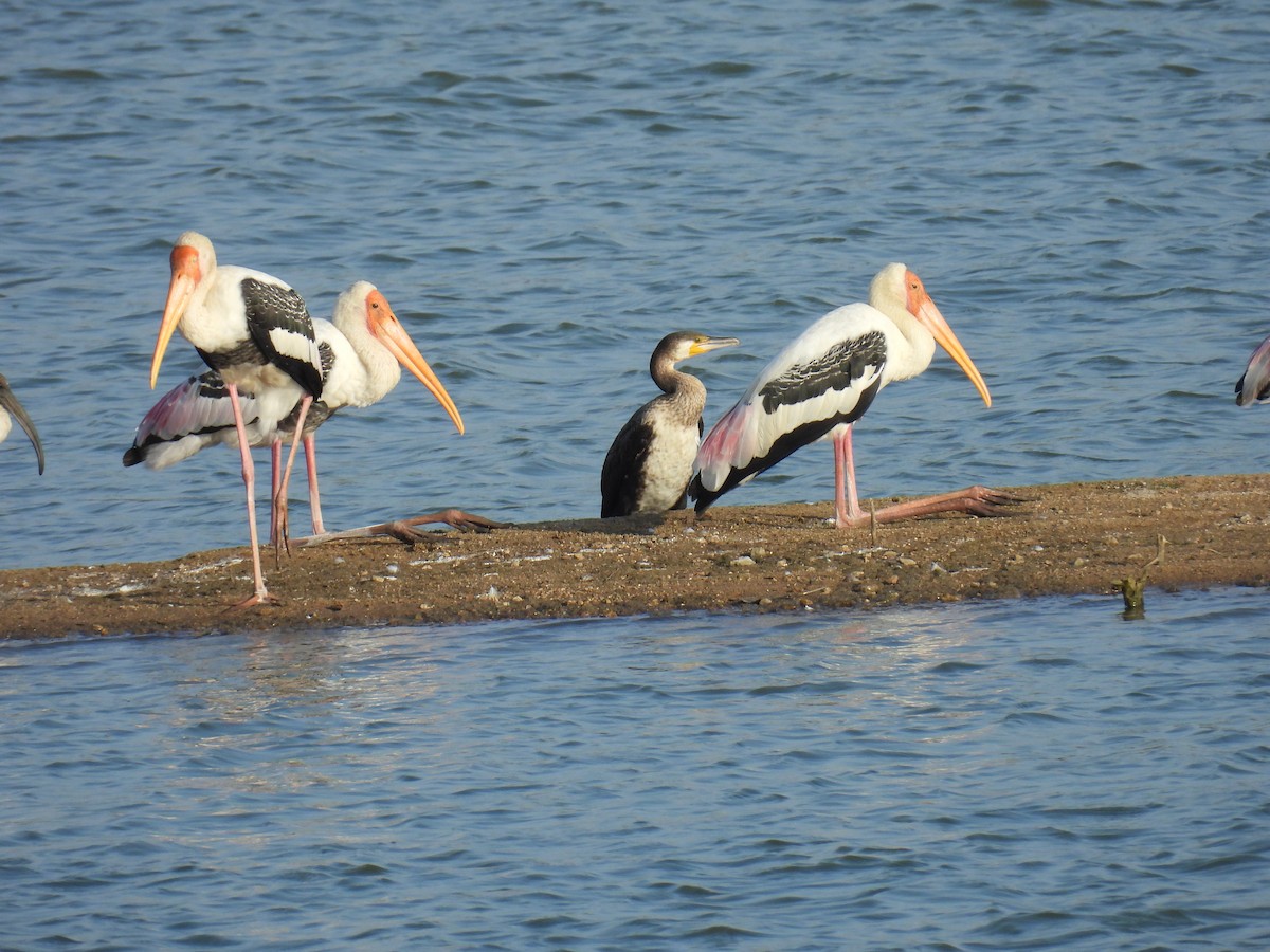 Painted Stork - ML620665642