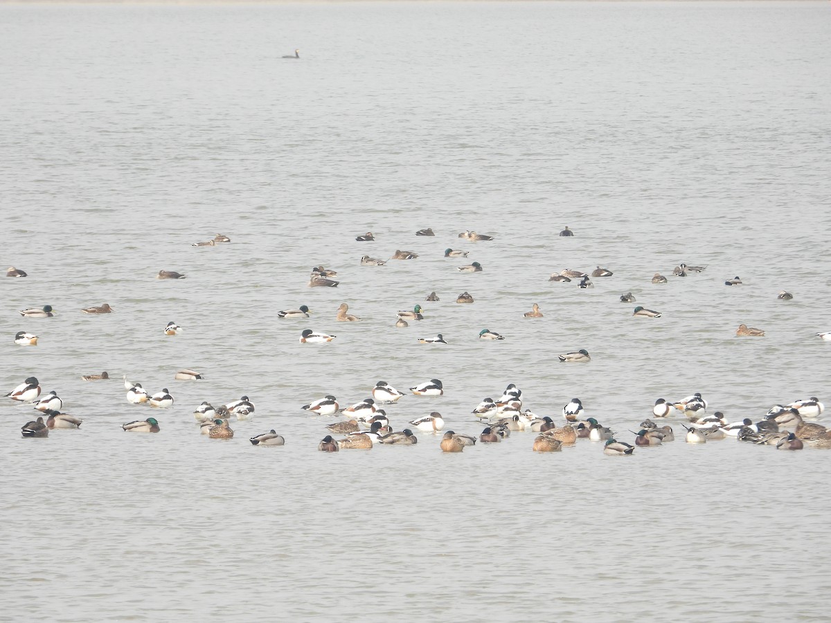 Common Shelduck - ML620665644