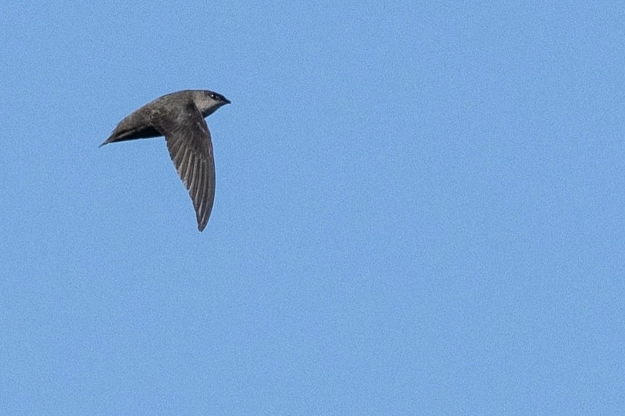 Chimney Swift - ML620665647