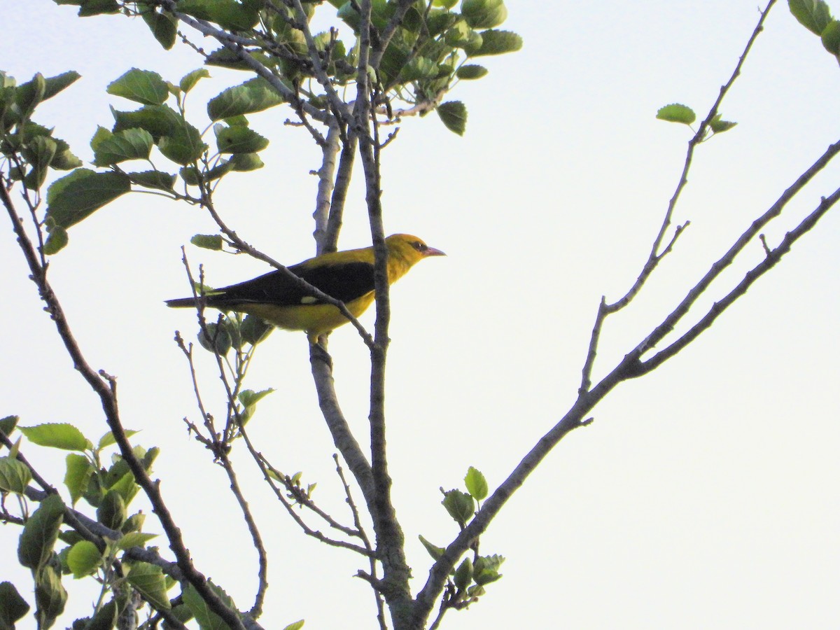 Eurasian Golden Oriole - ML620665648