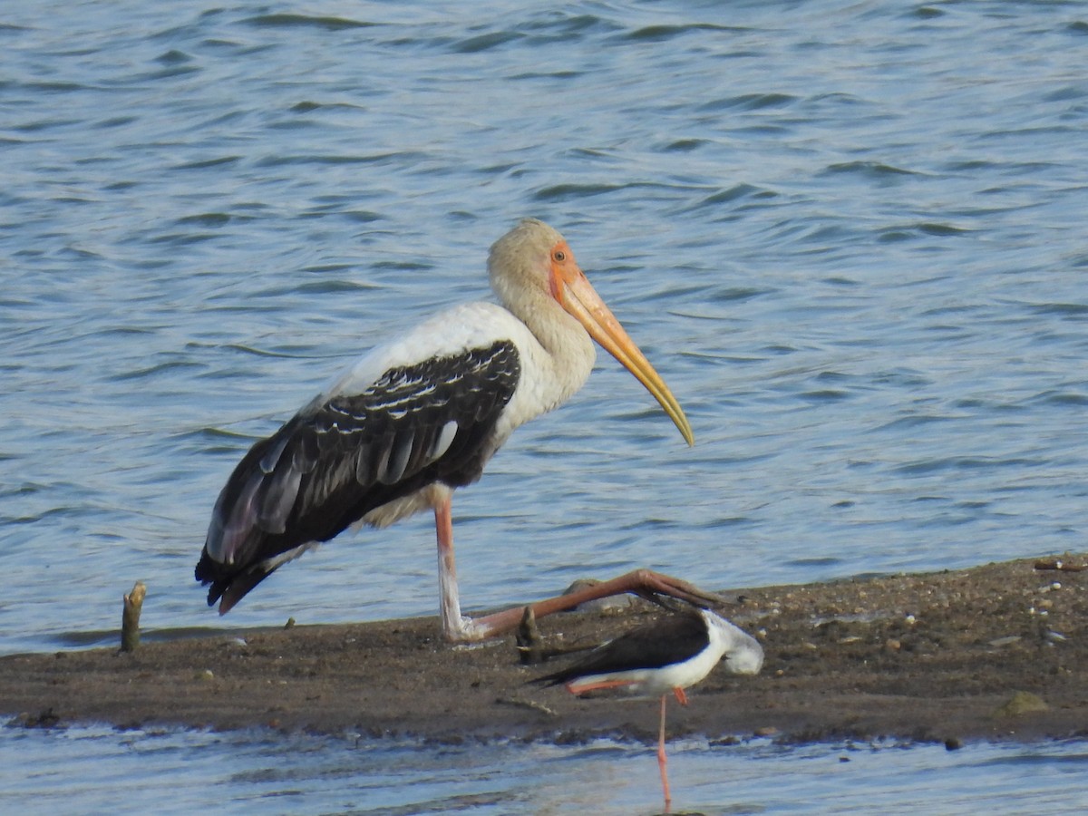 Painted Stork - ML620665649