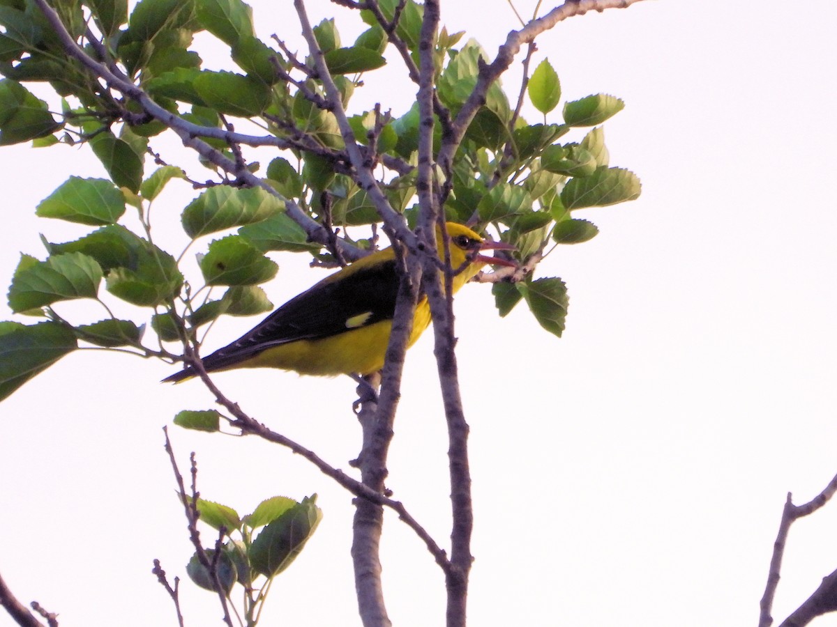 Eurasian Golden Oriole - ML620665650