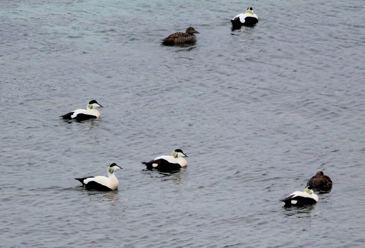 Common Eider - ML620665652