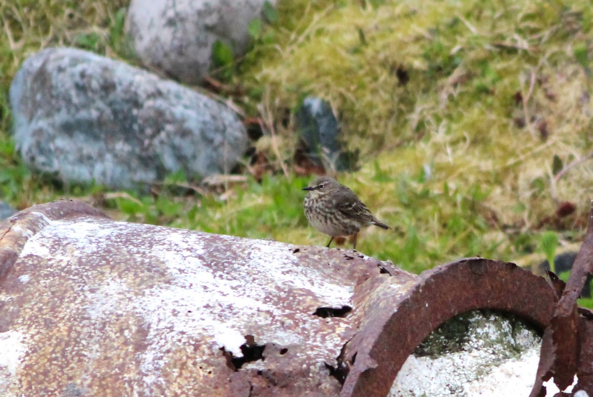 Rock Pipit - Miska Nyul