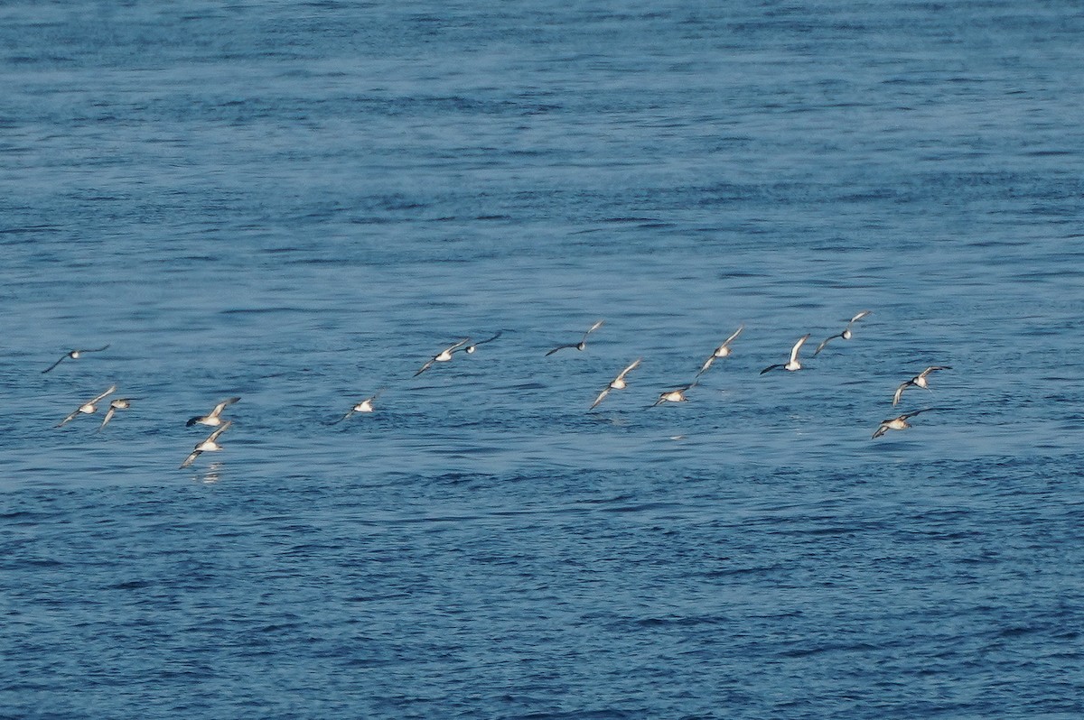 Balearic Shearwater - William Legge