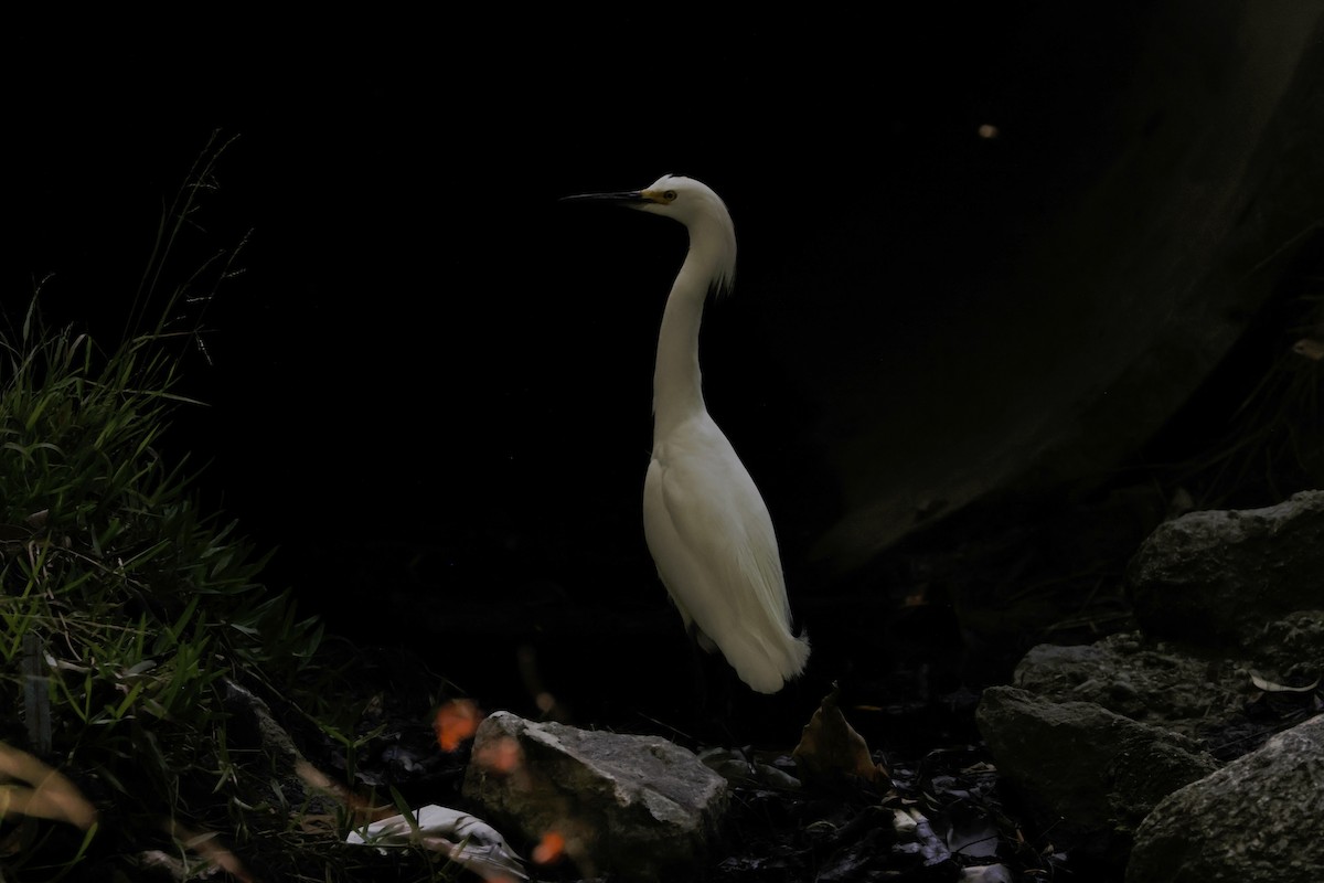 Snowy Egret - ML620665662