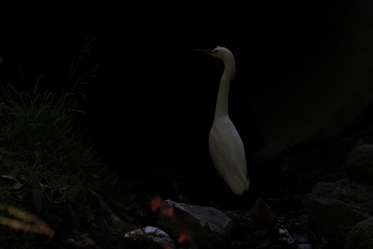 Snowy Egret - ML620665663