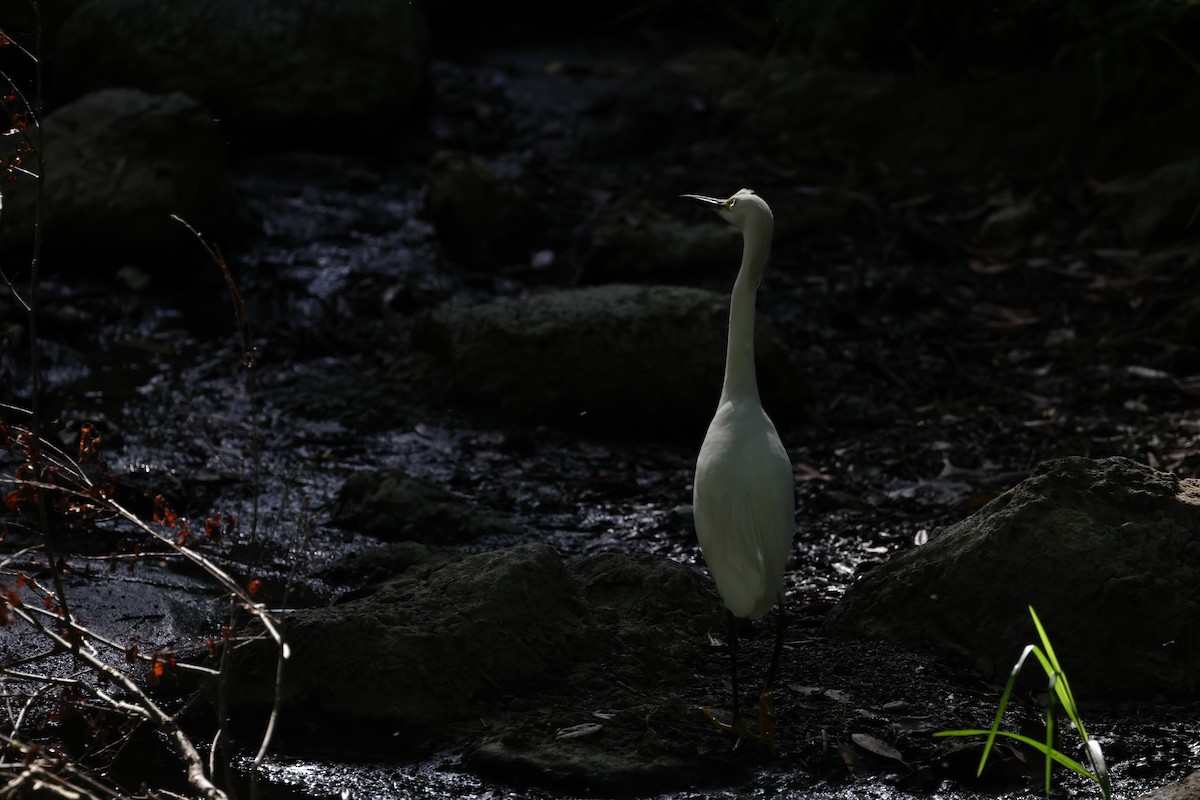 Snowy Egret - ML620665666