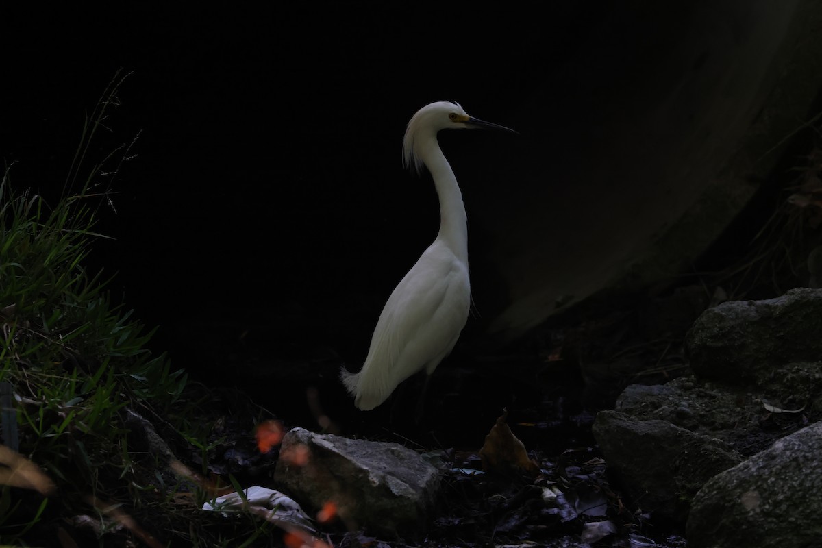 Snowy Egret - ML620665667