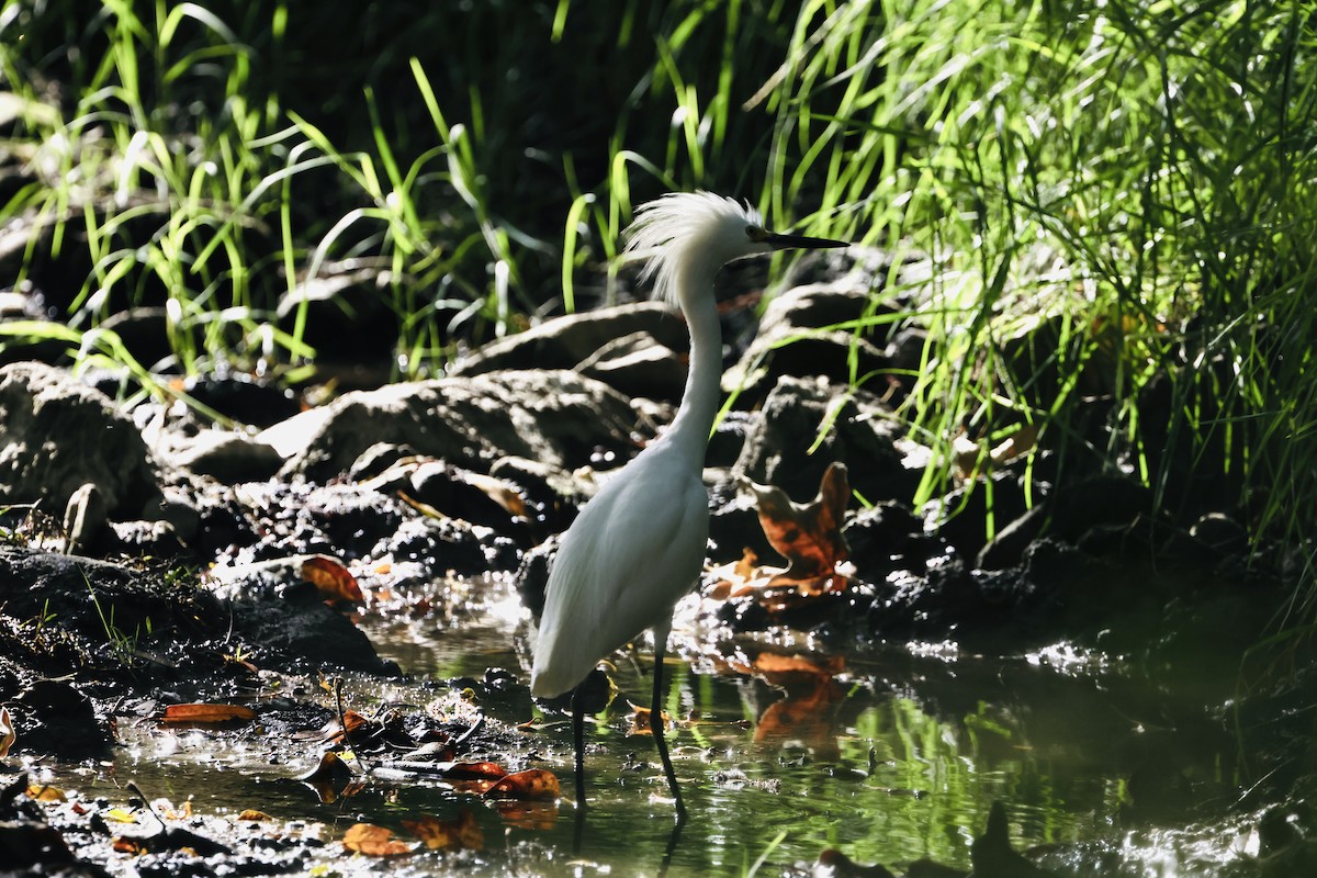 Snowy Egret - ML620665668