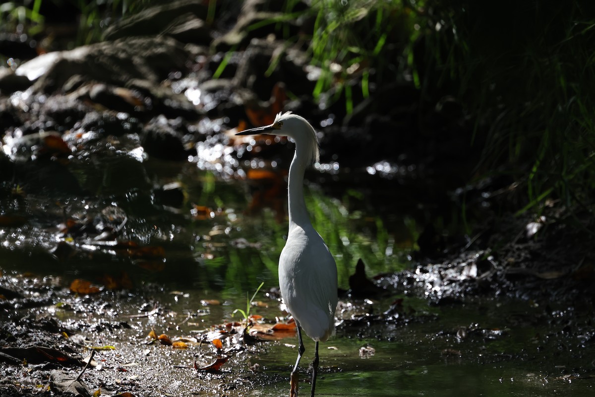 Snowy Egret - ML620665669