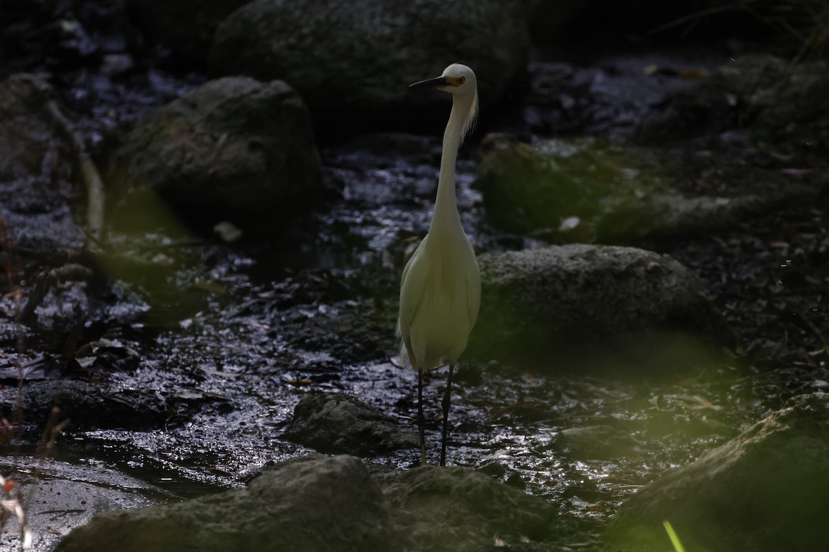 Snowy Egret - ML620665670