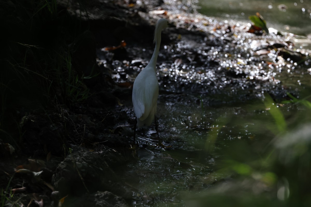 Snowy Egret - ML620665671