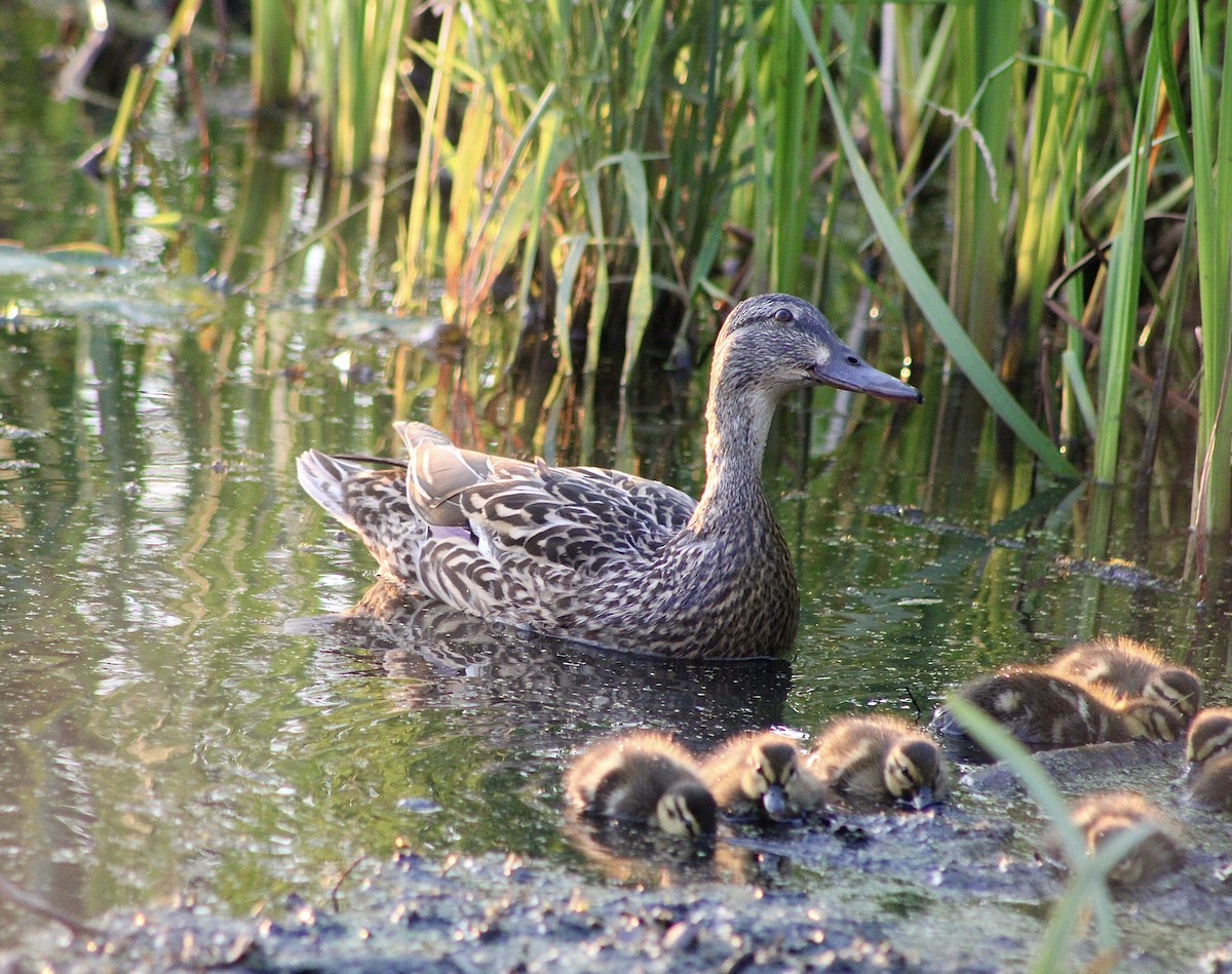 Canard colvert - ML620665676