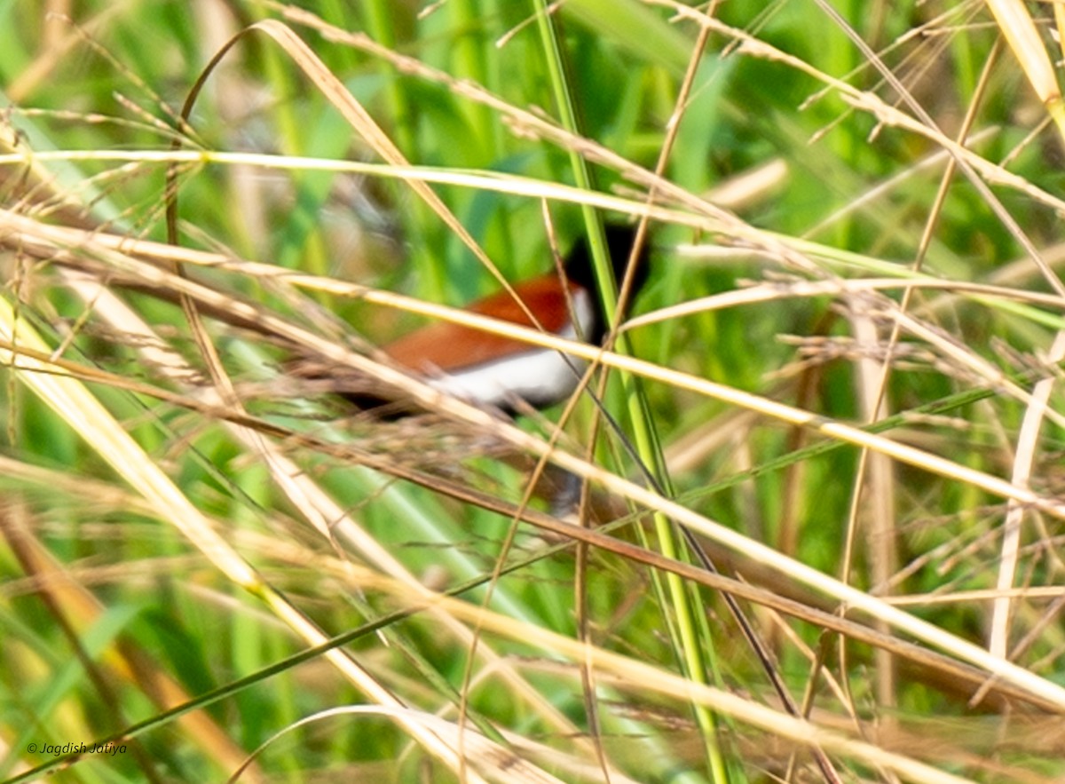 Capuchino Tricolor - ML620665677