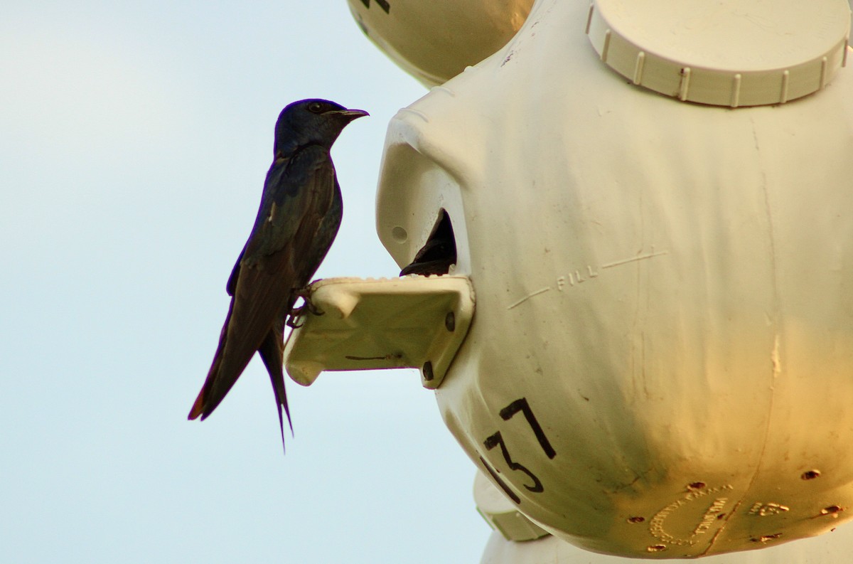 Purple Martin - ML620665679