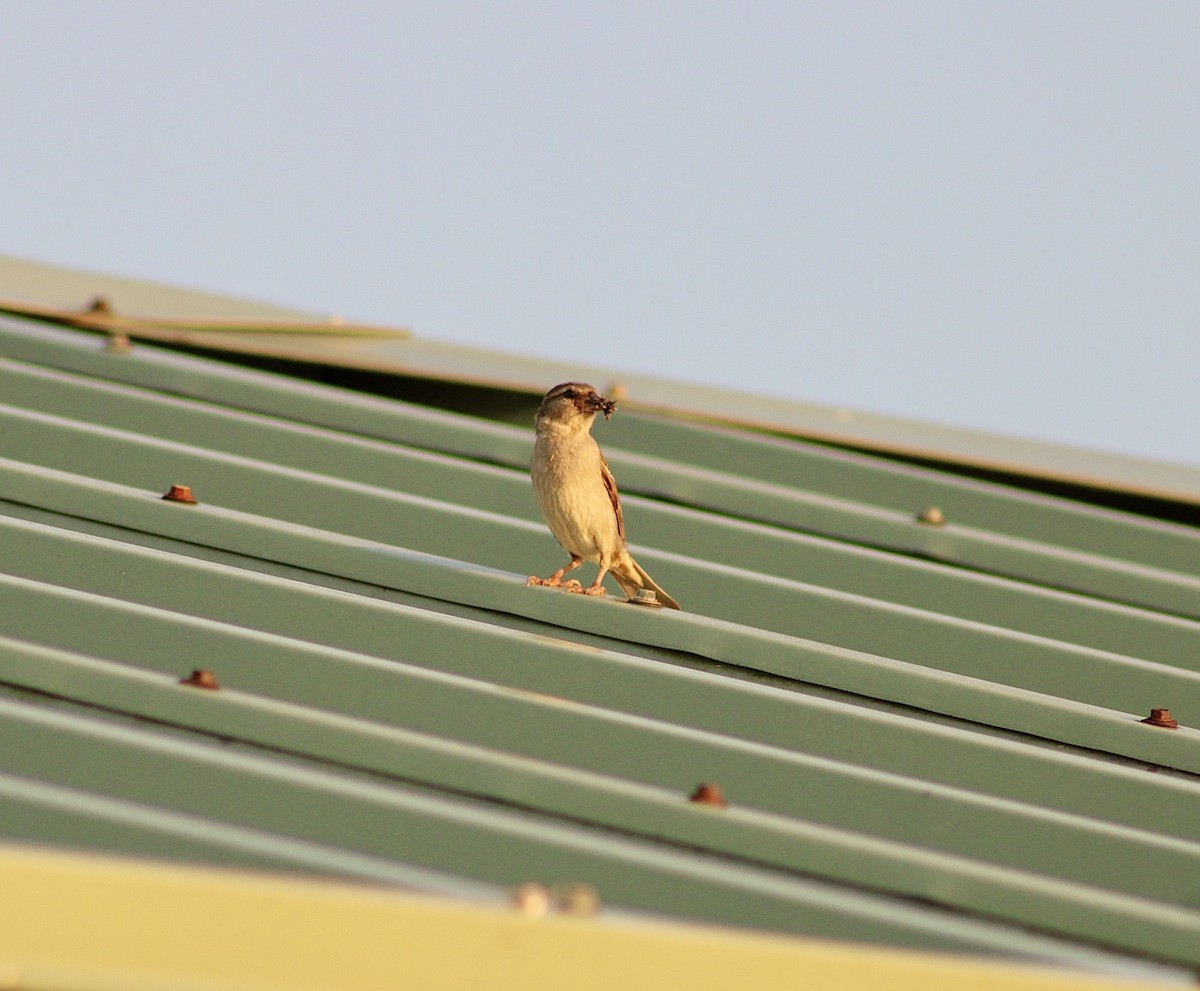 Moineau domestique - ML620665682