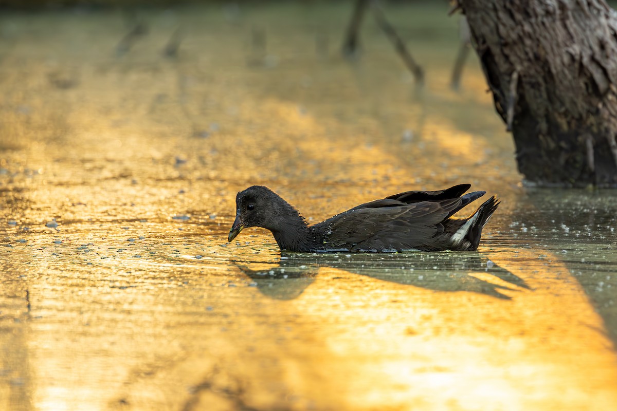 Dusky Moorhen - ML620665683