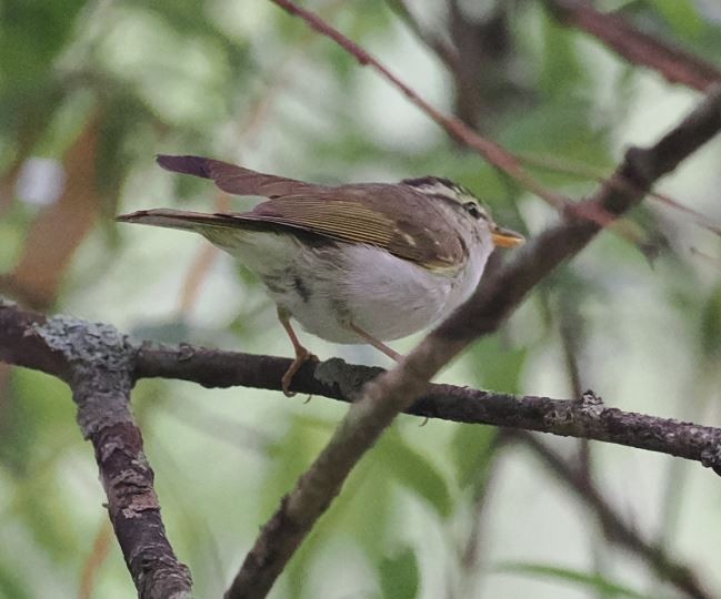 Claudia's Leaf Warbler - ML620665689