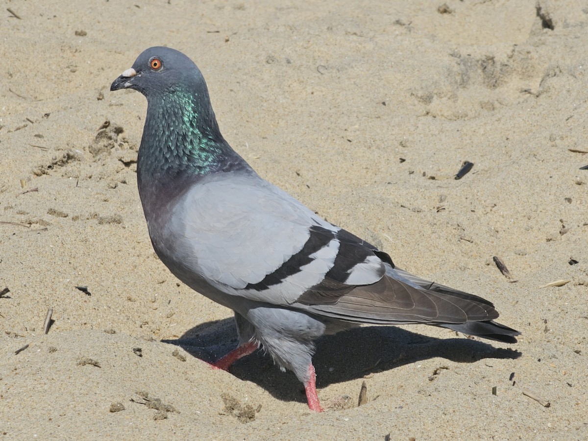 Rock Pigeon (Feral Pigeon) - ML620665691