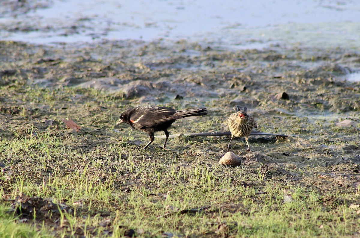 Red-winged Blackbird - India Digiacomo