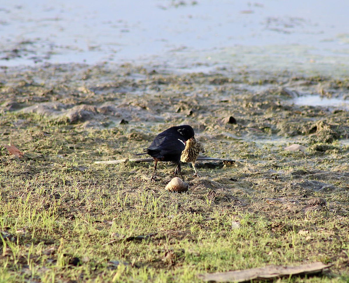 Red-winged Blackbird - ML620665693