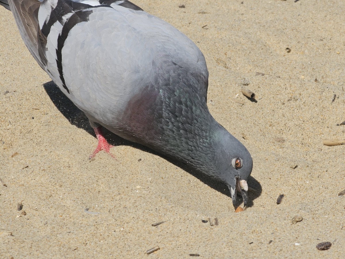 Rock Pigeon (Feral Pigeon) - ML620665694