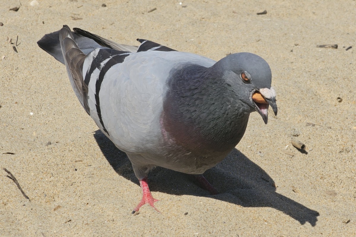 Rock Pigeon (Feral Pigeon) - ML620665697