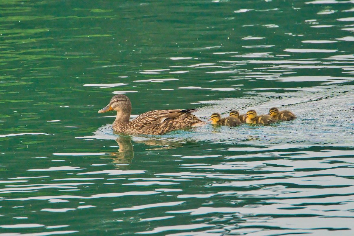 Canard colvert - ML620665698