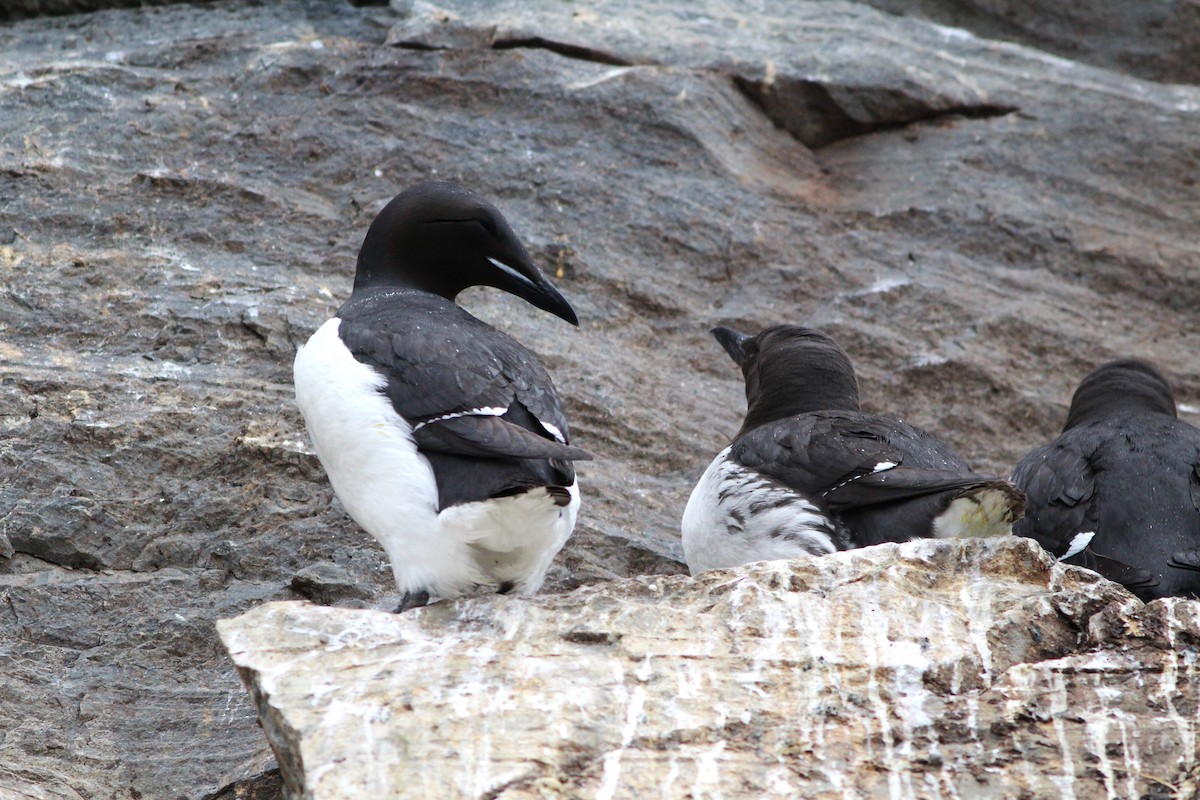 Thick-billed Murre - ML620665701