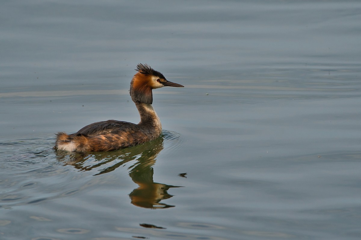 Great Crested Grebe - ML620665708