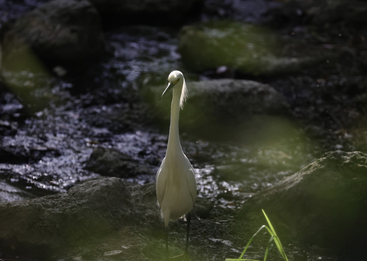 Snowy Egret - ML620665709