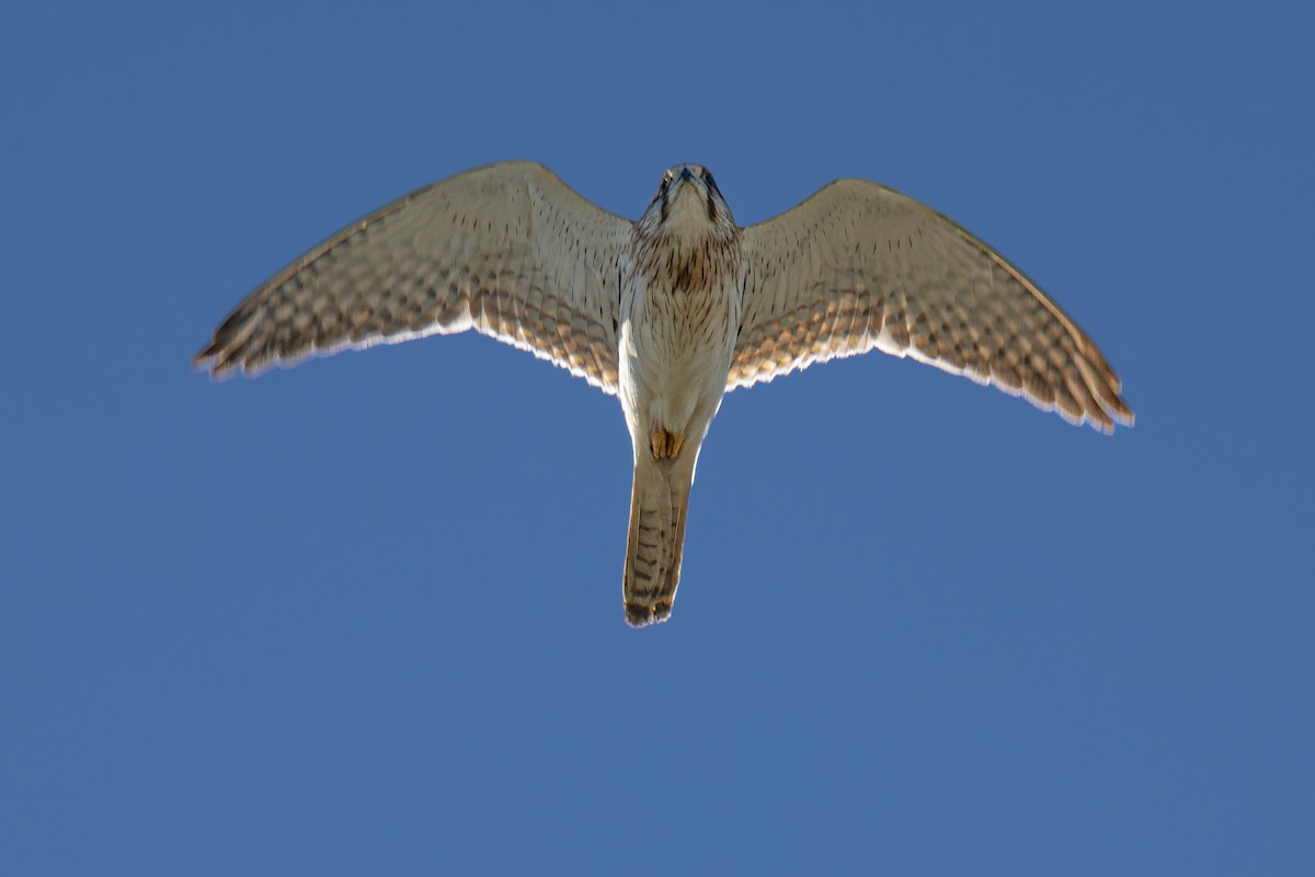 Nankeen Kestrel - ML620665710