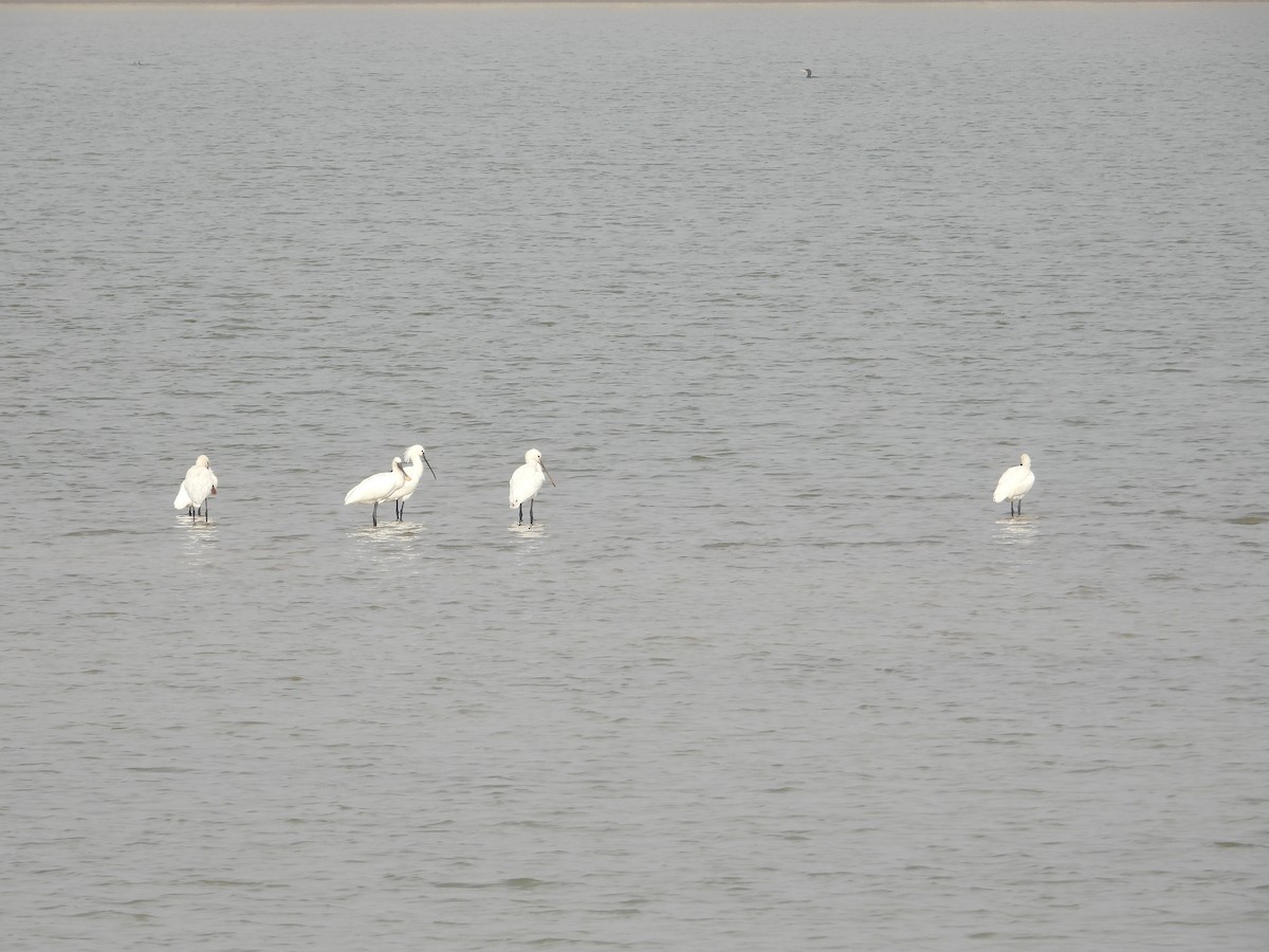 Eurasian Spoonbill - ML620665712