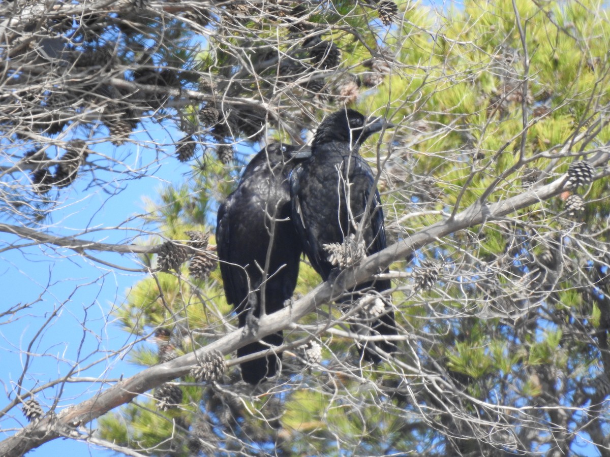 Common Raven - ML620665713