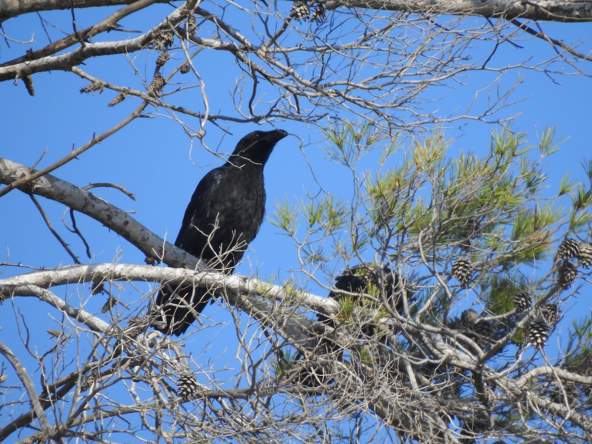 Common Raven - ML620665714