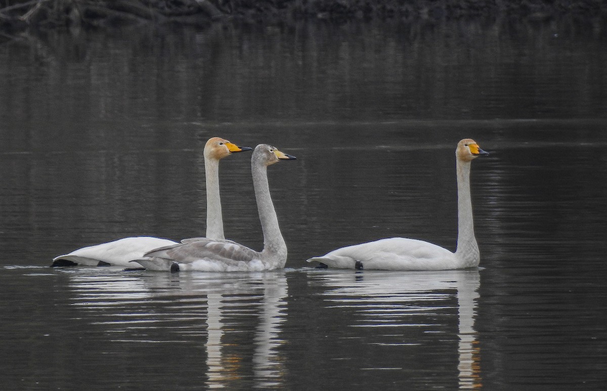 Whooper Swan - ML620665717