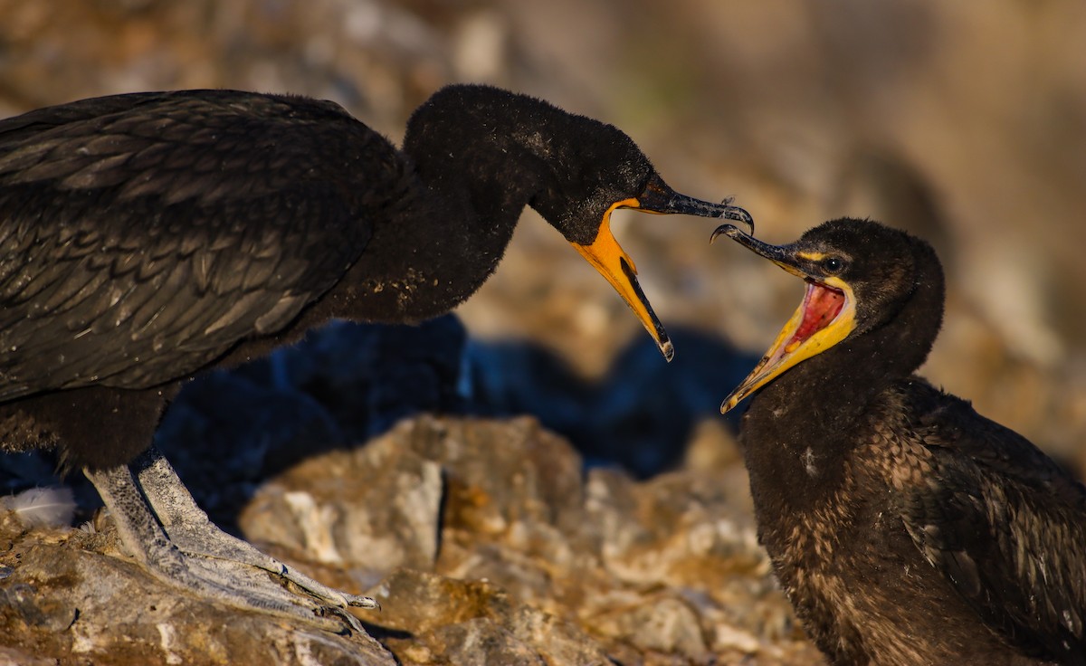 Cormorán Orejudo - ML620665722