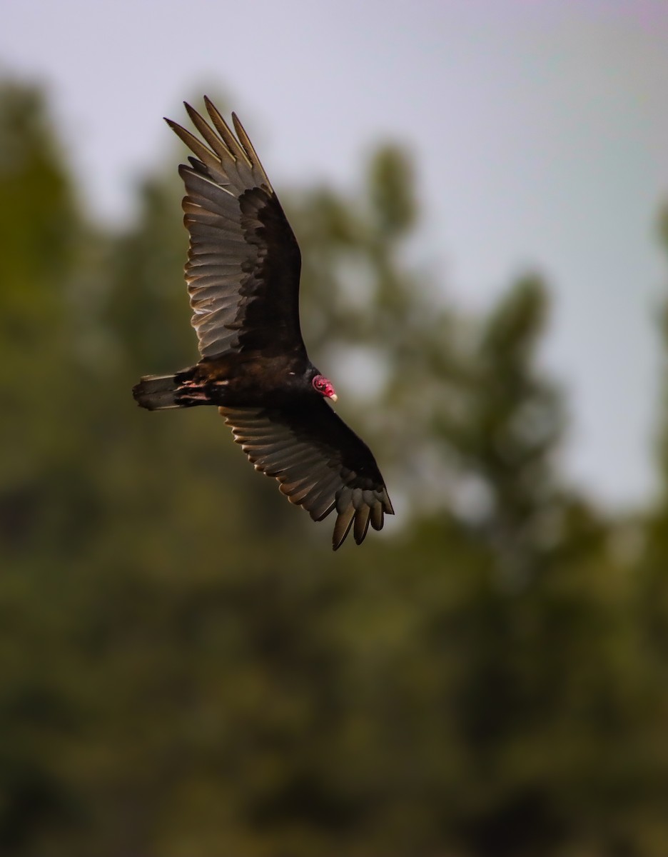 Urubu à tête rouge - ML620665731