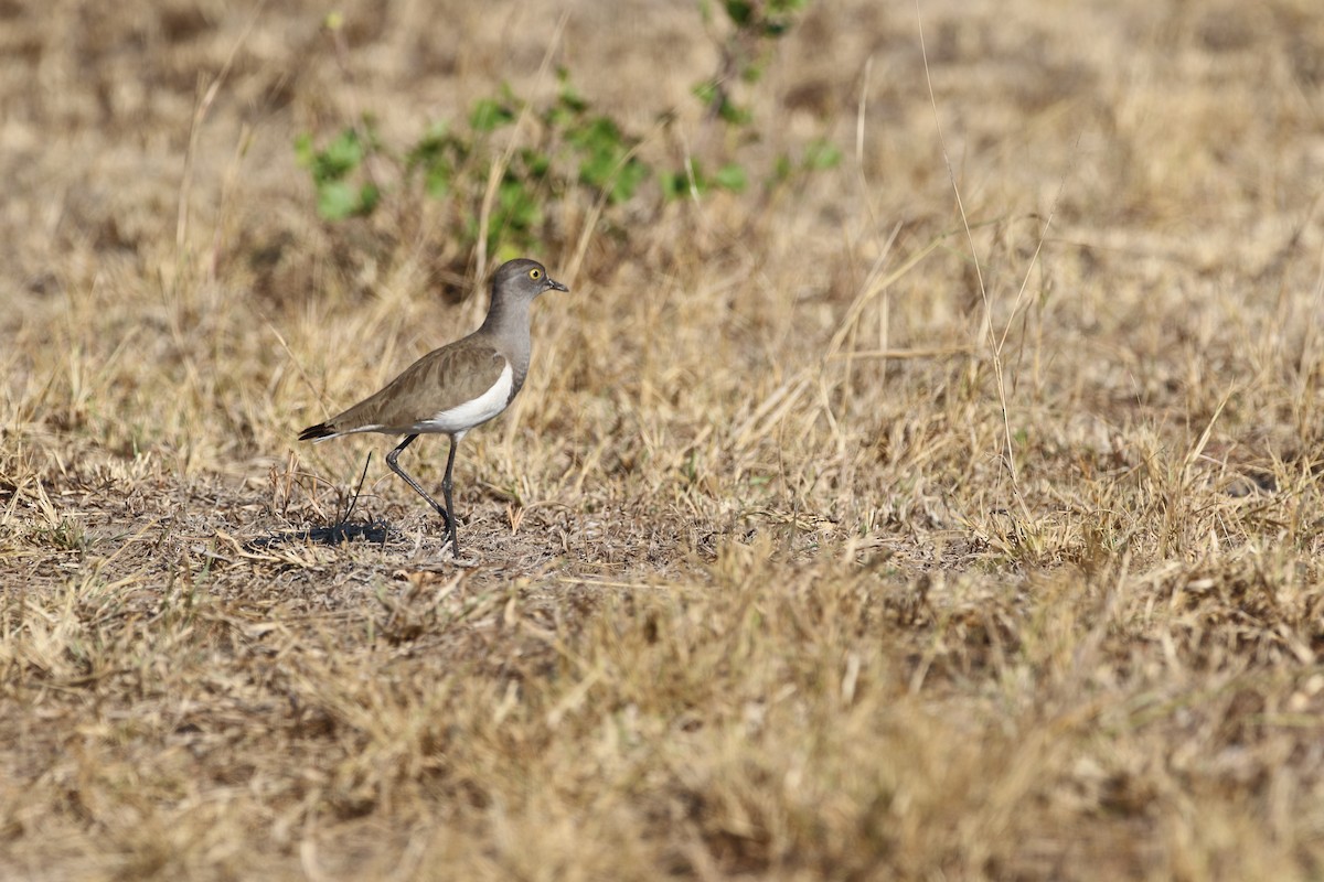 Senegal Lapwing - ML620665733